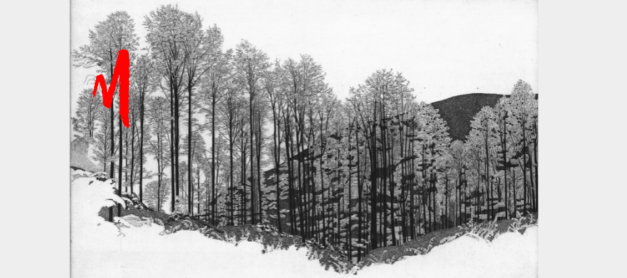 Federica Galli, Bosco del Cansiglio, 1995